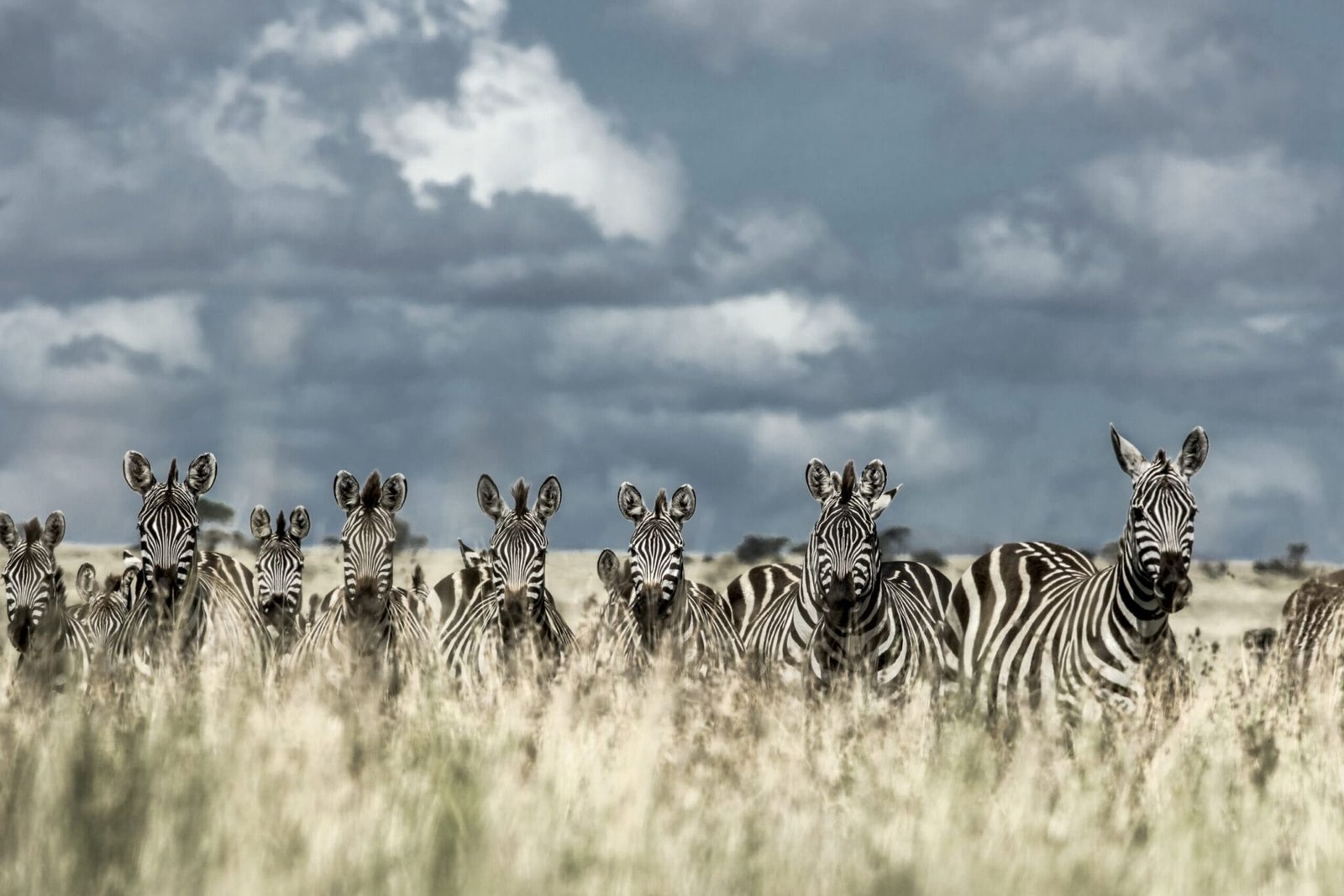 Serengeti, África